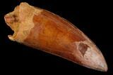 Fossil Carcharodontosaurus Tooth, Serrated - Morocco #110435-1